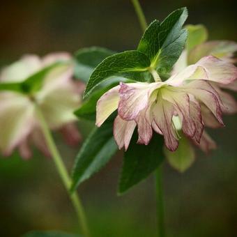 Helleborus x hybridus 'Stained Glass'