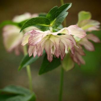 Helleborus x hybridus 'Stained Glass'