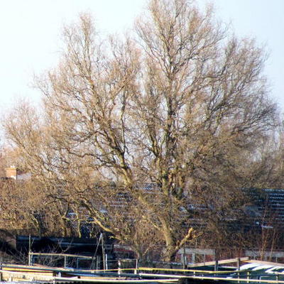 Salix babylonica 'Tortuosa' - Salix babylonica 'Tortuosa'