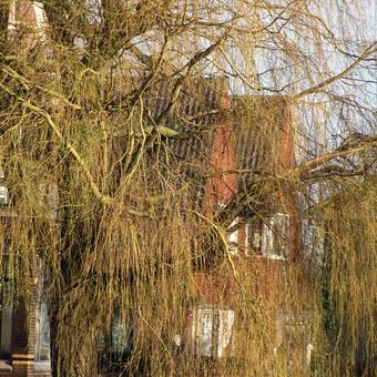 Salix alba 'Tristis'