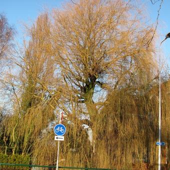 Salix alba 'Tristis'