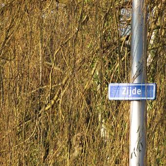 Salix alba 'Tristis'