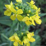 Brassica rapa subsp. rapa - Rübsen