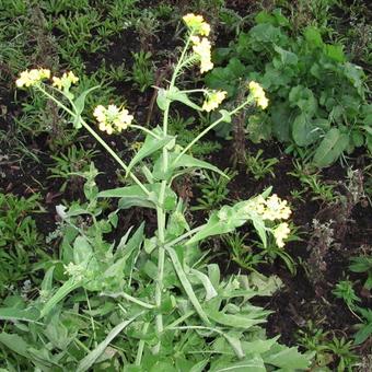 Brassica rapa subsp. rapa