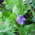 Vinca major