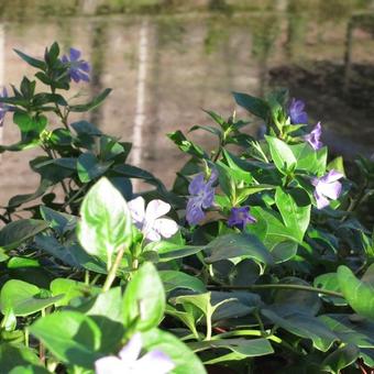 Vinca major