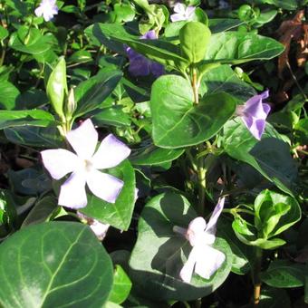 Vinca major