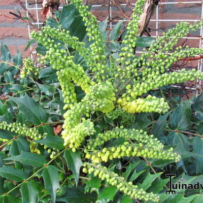 Mahonia media 'Charity' - MAHONIA 'CHARITY', VIGNE DE L'OREGON