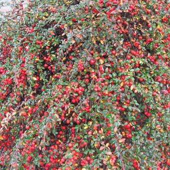 Cotoneaster horizontalis