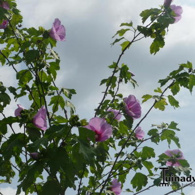 Hibiscus 'Resi' - 