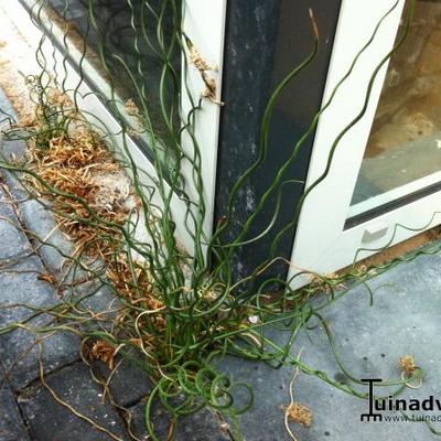 Juncus decipiens - Juncus effusus f. spiralis