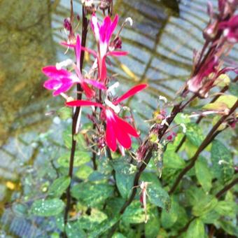 Lobelia cardinalis