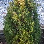 Chamaecyparis thyoides 'Excellent Point' - 