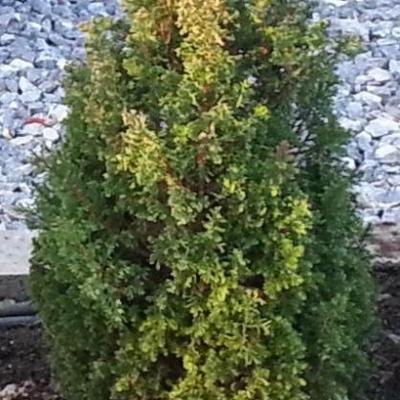 Chamaecyparis thyoides 'Excellent Point' - 