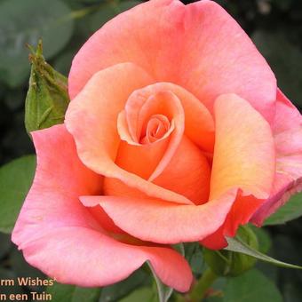 Rosa 'Warm Wishes'