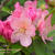 Rhododendron 'Percy Wiseman'