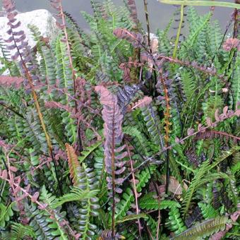 Blechnum penna-marina