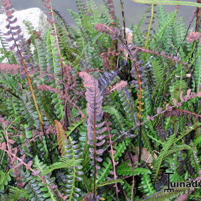 Seefeder - Blechnum penna-marina