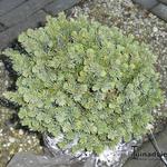 Picea pungens 'Frieda' - 