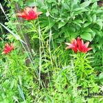 Lilium 'Monte Negro' - 