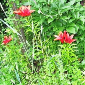 Lilium 'Monte Negro'