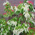 Pieris - Pieris