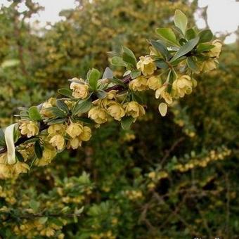 Berberis  thunbergii