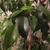 Ficus benjamina