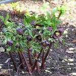 Helleborus atrorubens - Helleborus dumetorum subsp. atrorubens