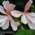 Pelargonium 'Honeywood Suzanne'