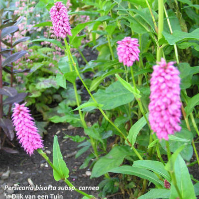 Persicaria bistorta subsp. carnea - 