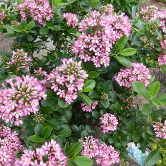 Escallonia laevis 'Pink Elle'