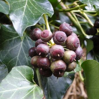 Hedera helix