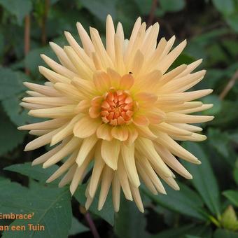 Dahlia 'Embrace'