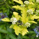 Physocarpus opulifolius 'Nugget' - 