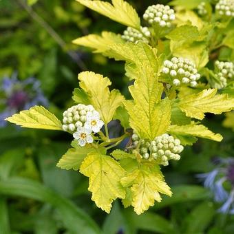 Physocarpus opulifolius 'Nugget'