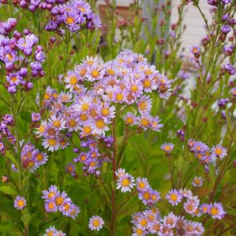 Aster tataricus 'Jindai'