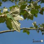 Populus alba 'Nivea' - PEUPLIER ARGENTÉ, PEUPLIER BLANC 'NIVEA'