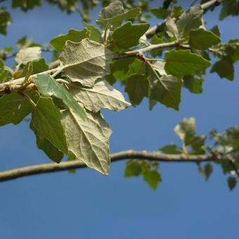 Populus alba 'Nivea'