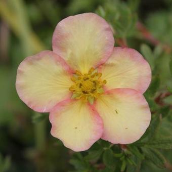 Potentilla fruticosa 'Daydawn'