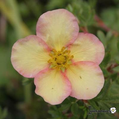 Potentilla fruticosa 'Daydawn' - 