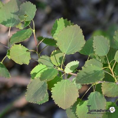 Populus tremula - Tremble