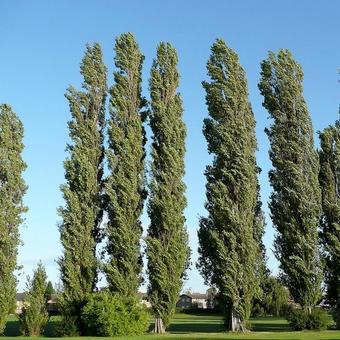 Populus nigra 'Italica'