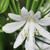 Agapanthus 'White Heaven'