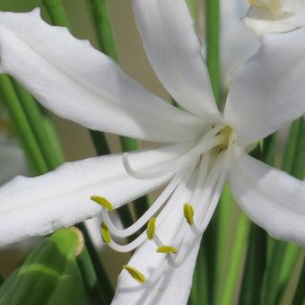 Agapanthus 'White Heaven'