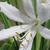 Agapanthus 'White Heaven'