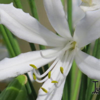 Agapanthus 'White Heaven' - 