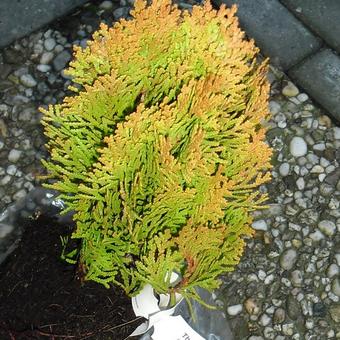 Platycladus orientalis 'Golden Pygmy'