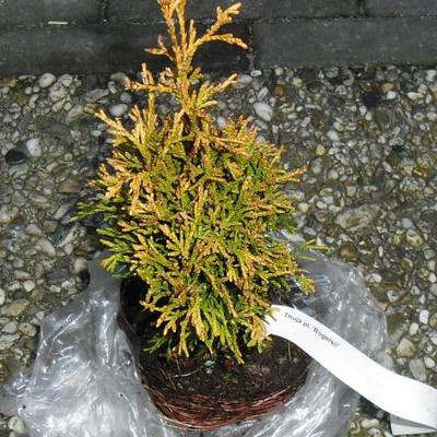 Thuja plicata 'Rogersii' - 