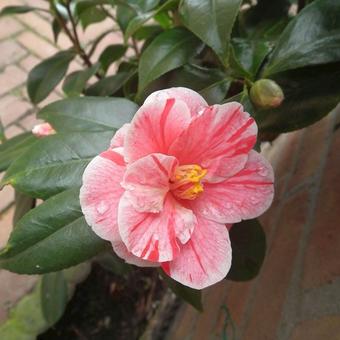 Camellia japonica 'Oki No Nami'